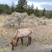 Review photo of Mammoth Campground — Yellowstone National Park by Gordon F., October 16, 2021