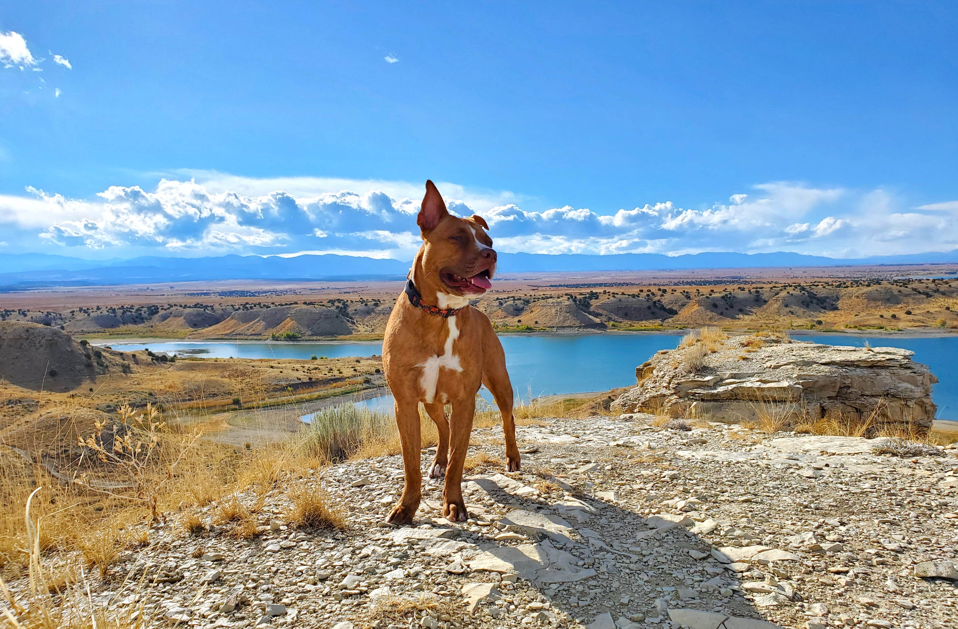 Chip's photo of camping with pets at Arkansas Point Campground — Lake Pueblo State Park near Beulah, CO