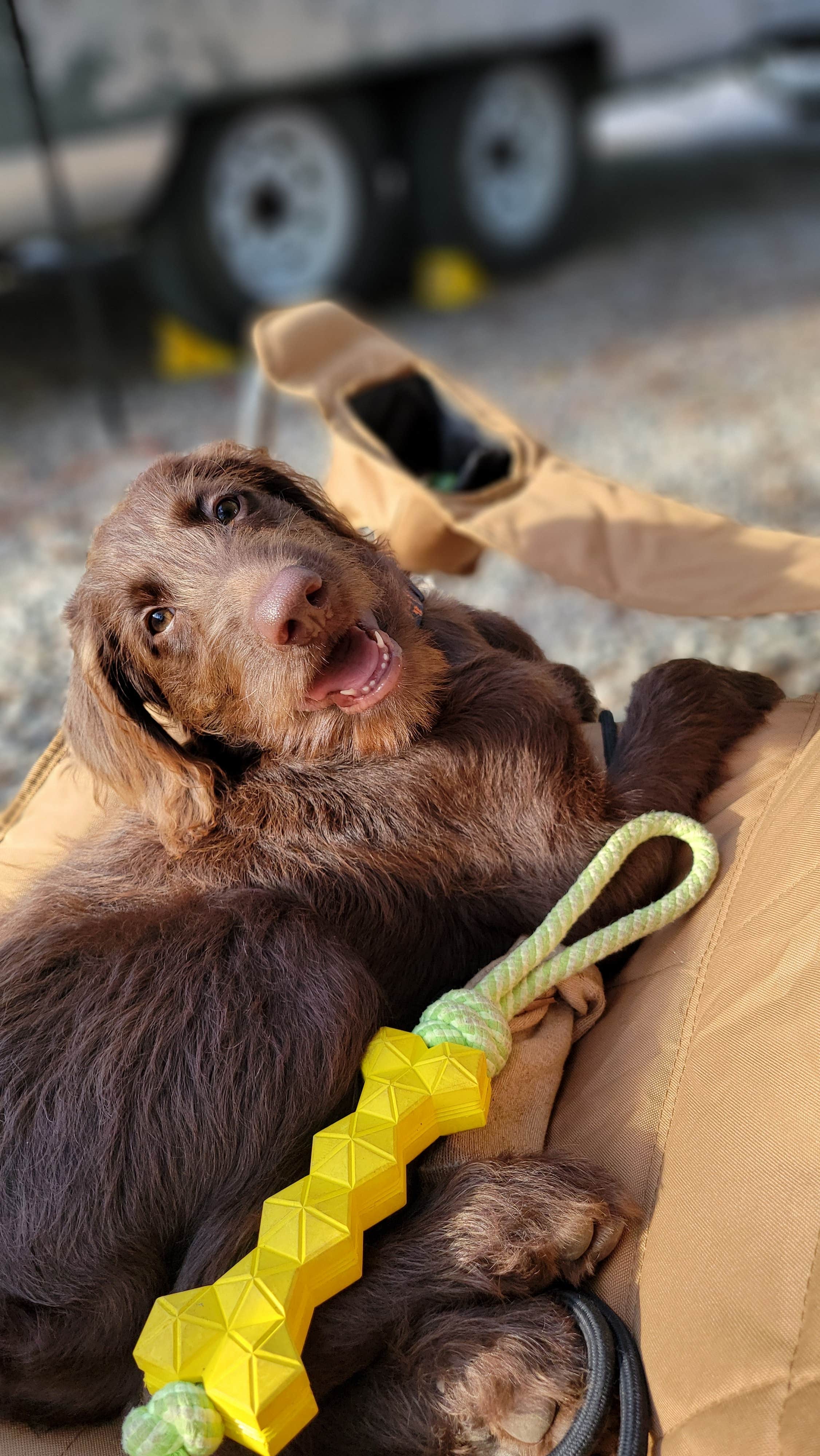 Denise D.'s photo of camping with pets at Paradise Lake & Campground near Hillsborough, NC