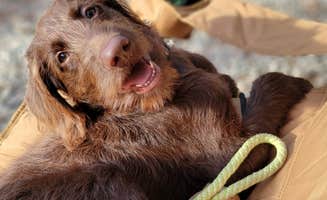 Denise D.'s photo of camping with pets at Paradise Lake & Campground near Hillsborough, NC