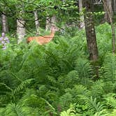 Review photo of Harrington Beach State Park Campground by Bob M., October 16, 2021