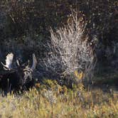 Review photo of Gros Ventre Campground — Grand Teton National Park by Julie M., October 17, 2021