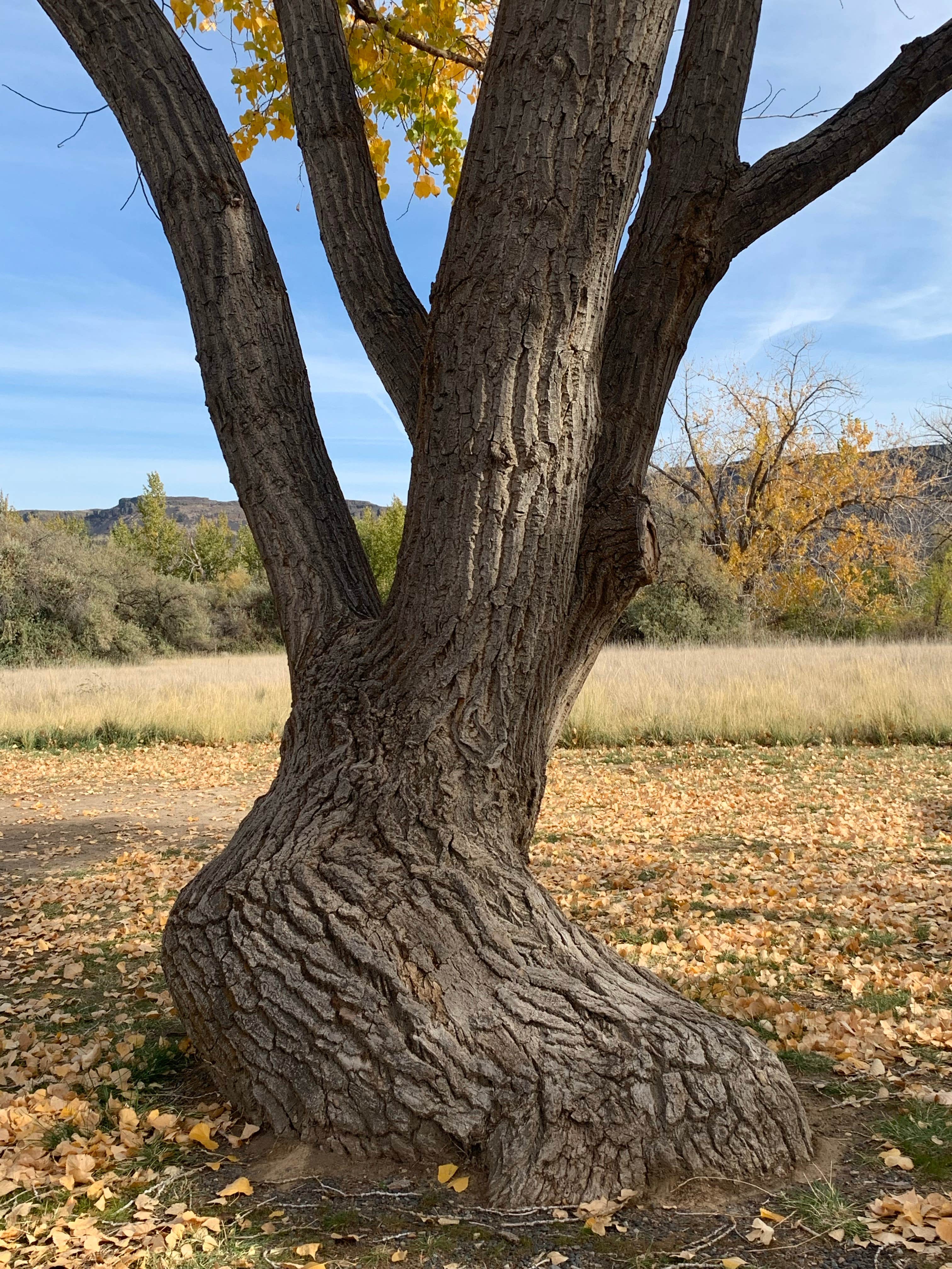 Camper-submitted photo at Osbourne Bay Campground — Steamboat Rock State Park near Coulee Dam, WA