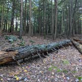 Review photo of Monadnock State Park Campground by Steph V., October 17, 2021