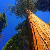 Review photo of Lodgepole Campground — Sequoia National Park by Chelsey S., July 4, 2018