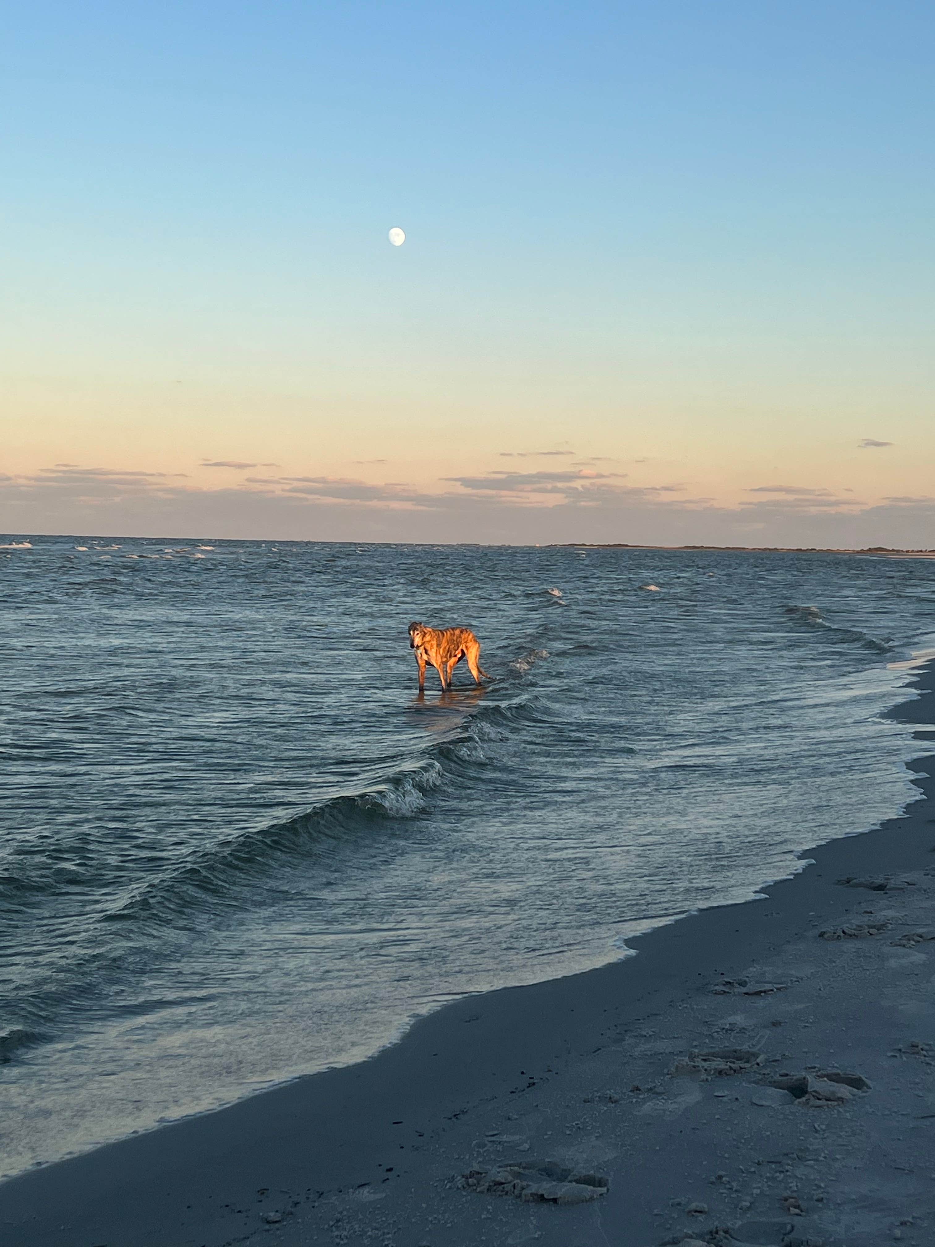 Jeremy C.'s photo of camping with pets at Cedar Island Ranch near Ocracoke, NC