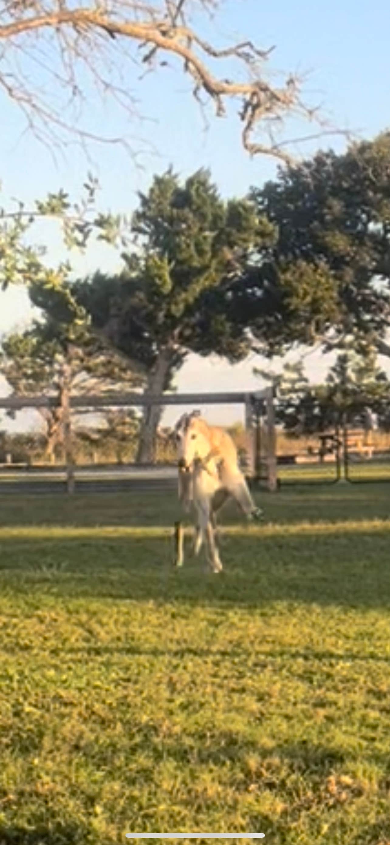 Jeremy C.'s photo of camping with pets at Cedar Island Ranch near Harkers Island, NC