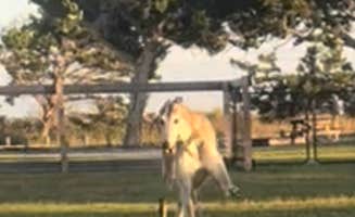 Jeremy C.'s photo of camping with pets at Cedar Island Ranch near Newport, NC