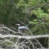 Review photo of Lake Fausse Pointe State Park Campground by Tyler H., October 18, 2021