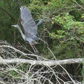 Review photo of Lake Fausse Pointe State Park Campground by Tyler H., October 18, 2021