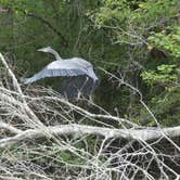 Review photo of Lake Fausse Pointe State Park Campground by Tyler H., October 18, 2021