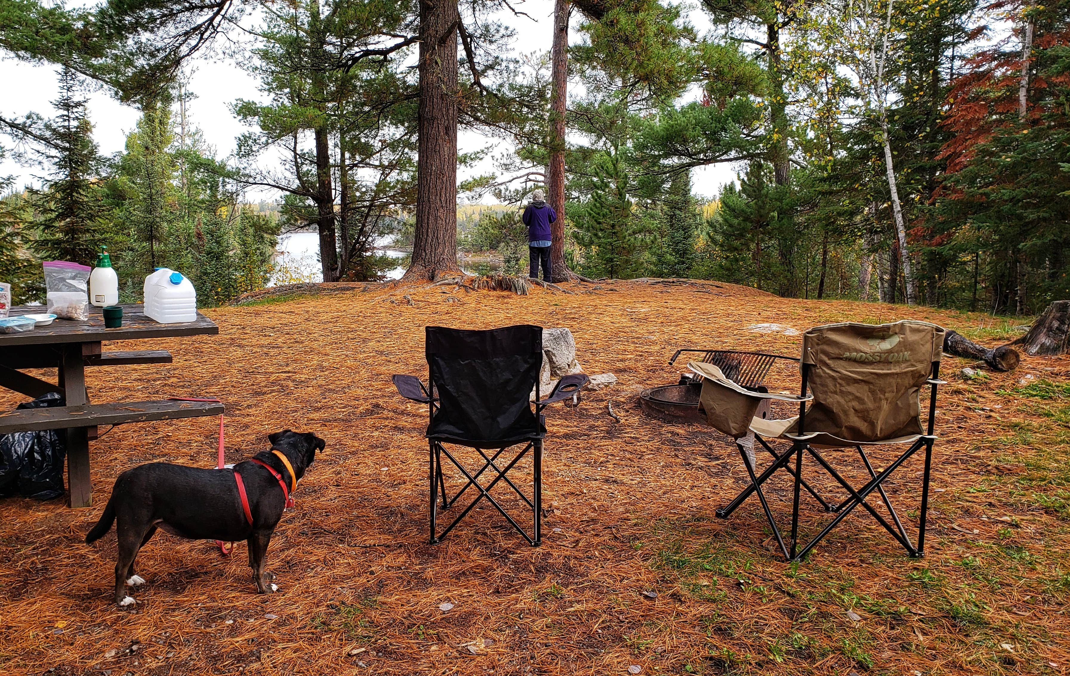Fred S.'s photo of camping with pets at Trail's End Campground near Superior National Forest