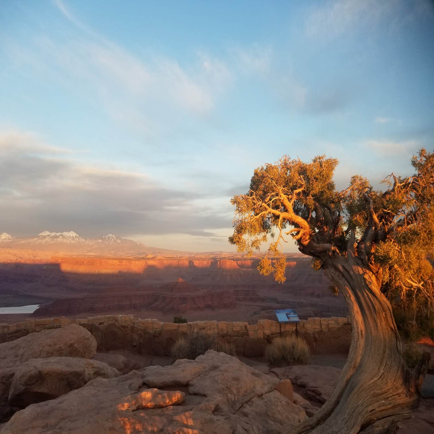 tree at dead horse point state park, utah