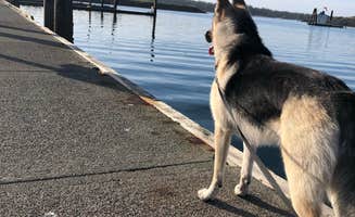 trisha Y.'s photo of camping with pets at Salmon Harbor Marina near Siuslaw National Forest