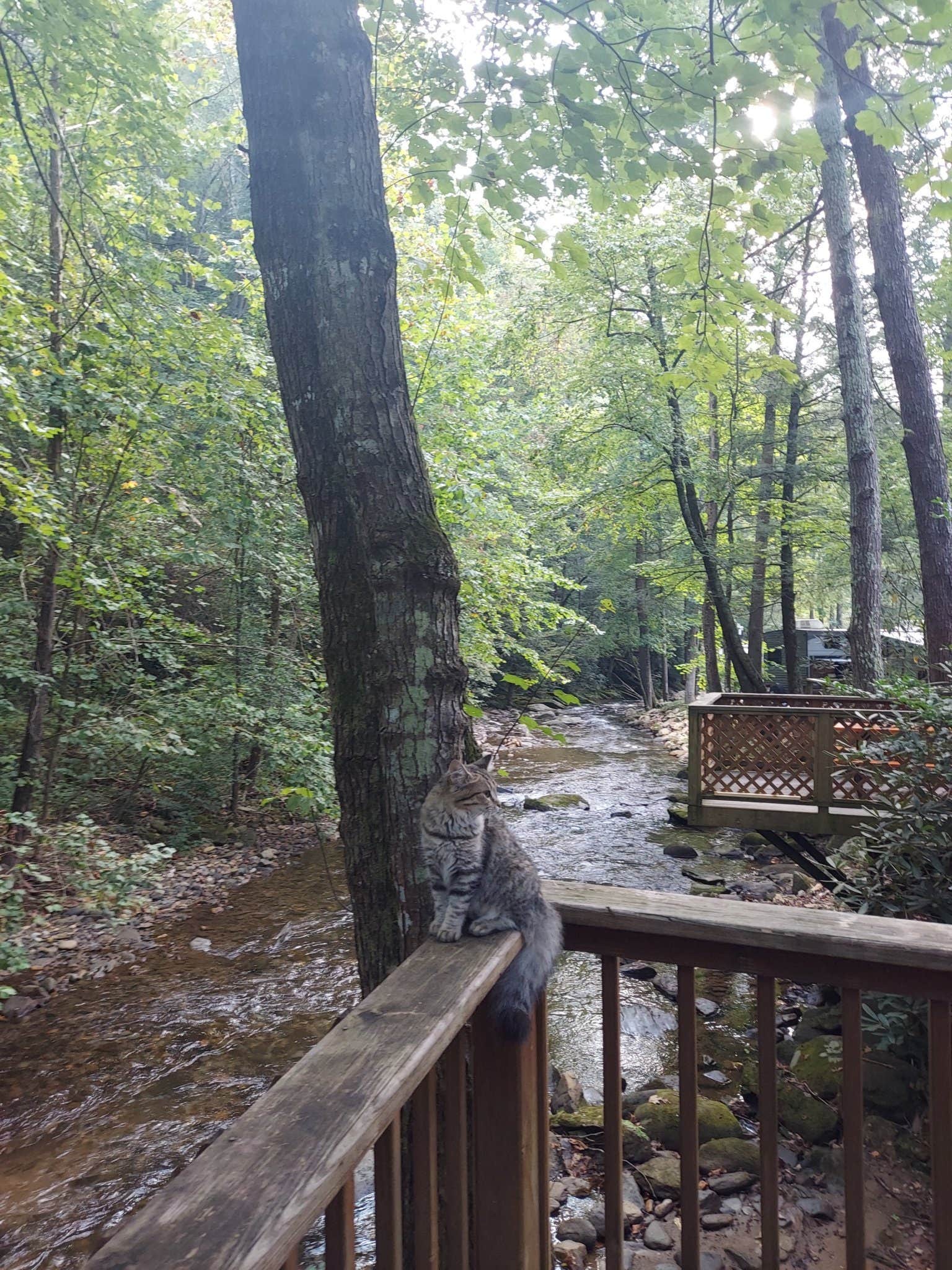 Kara L.'s photo of camping with pets at Mountain Stream RV Park near Old Fort, NC