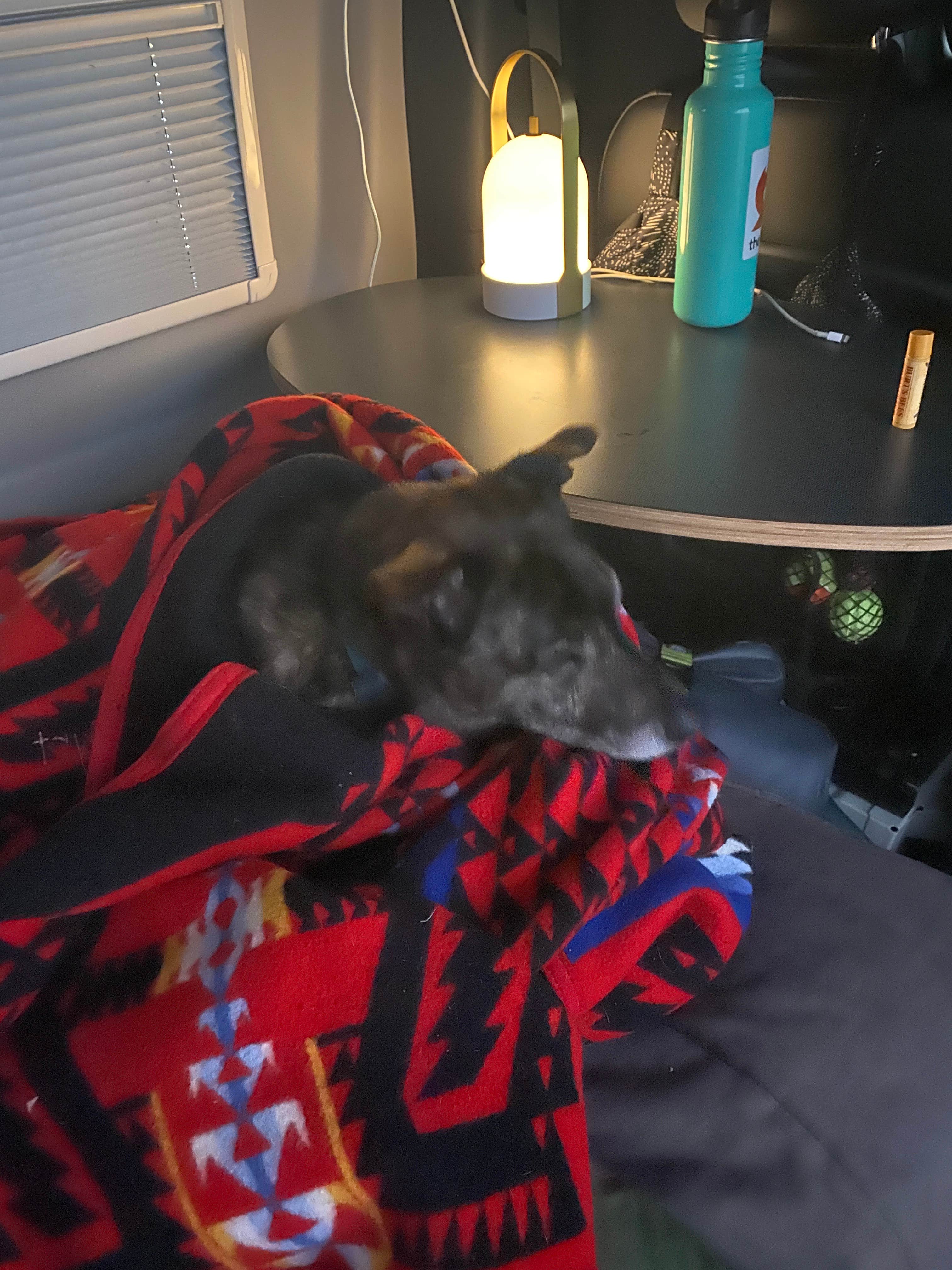 Sarah S.'s photo of camping with pets at Big Bluestem Hell Creek Area Campground — Wilson State Park near Ellinwood, KS