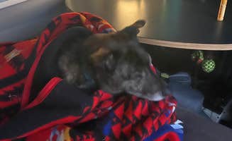 Sarah S.'s photo of camping with pets at Big Bluestem Hell Creek Area Campground — Wilson State Park near Minneapolis, KS