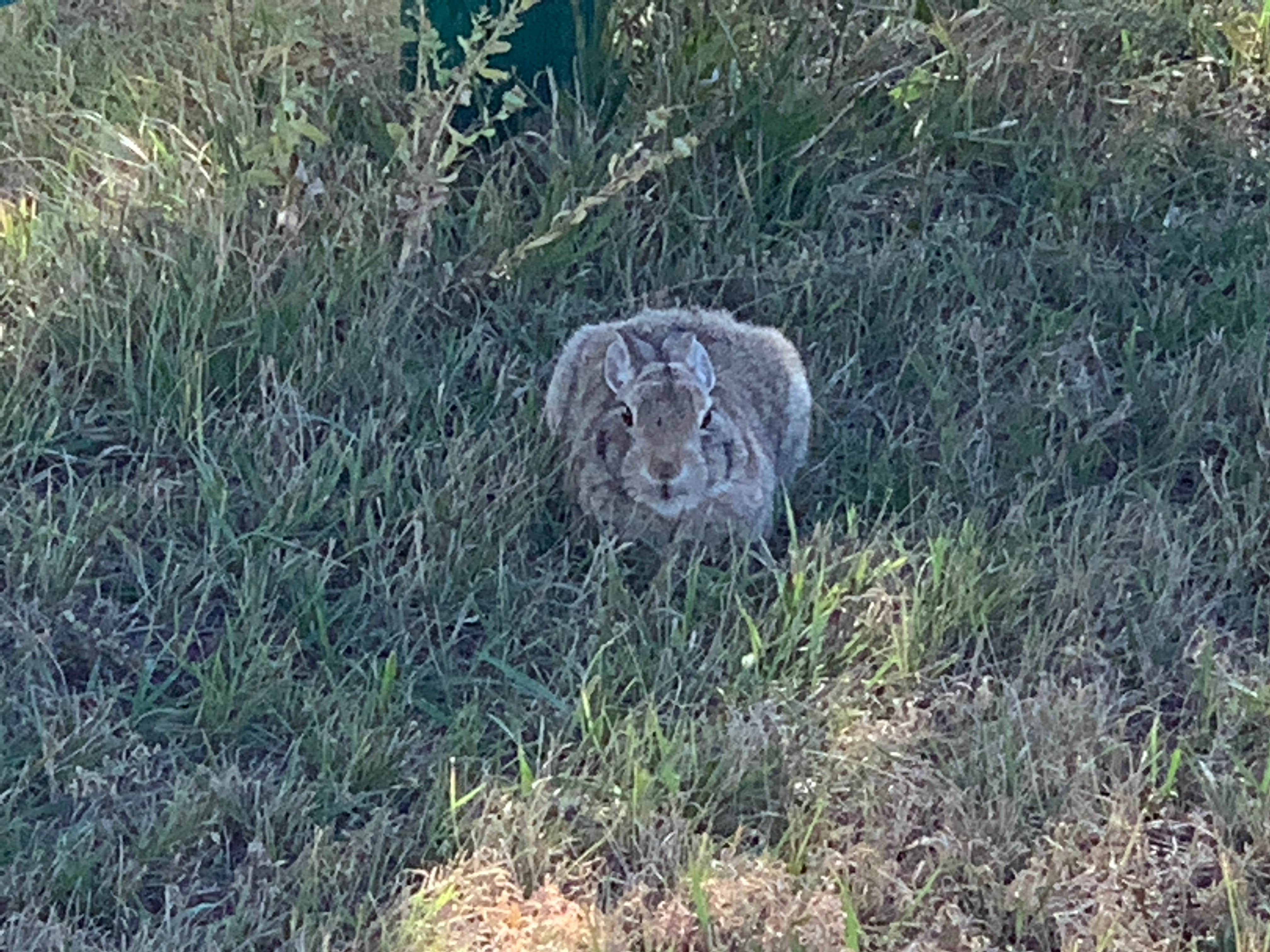 Camper-submitted photo at Wall Drug RV Parking near Philip, SD