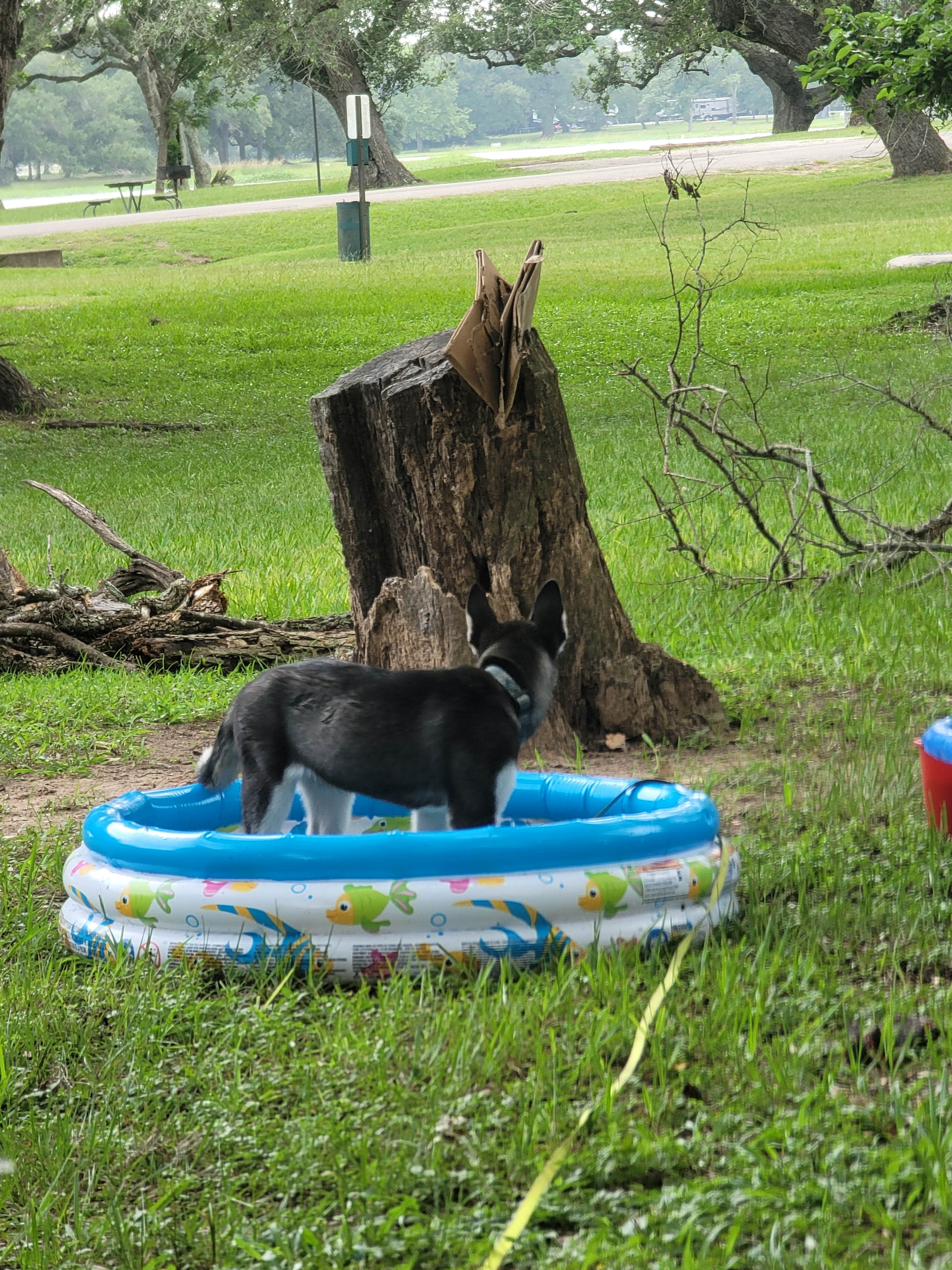 Jessica C.'s photo of camping with pets at Texana Park & Campground near Cuero, TX