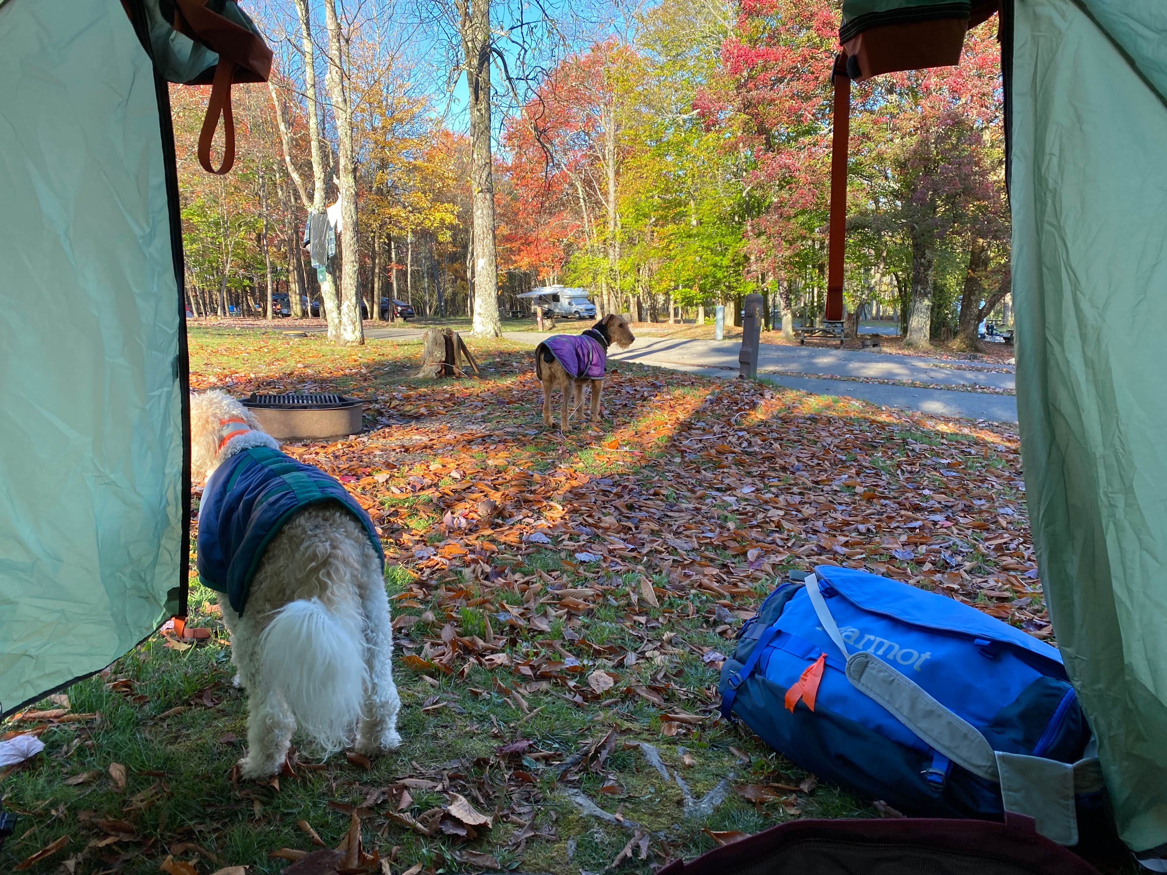 Tiffany B.'s photo of camping with pets at Blackwater Falls State Park Campground near Seneca Rocks, WV