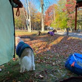 Review photo of Blackwater Falls State Park Campground by Tiffany B., October 18, 2021