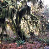 Review photo of Hoh Rain Forest - Olympic National Park by Kuo G., July 4, 2018