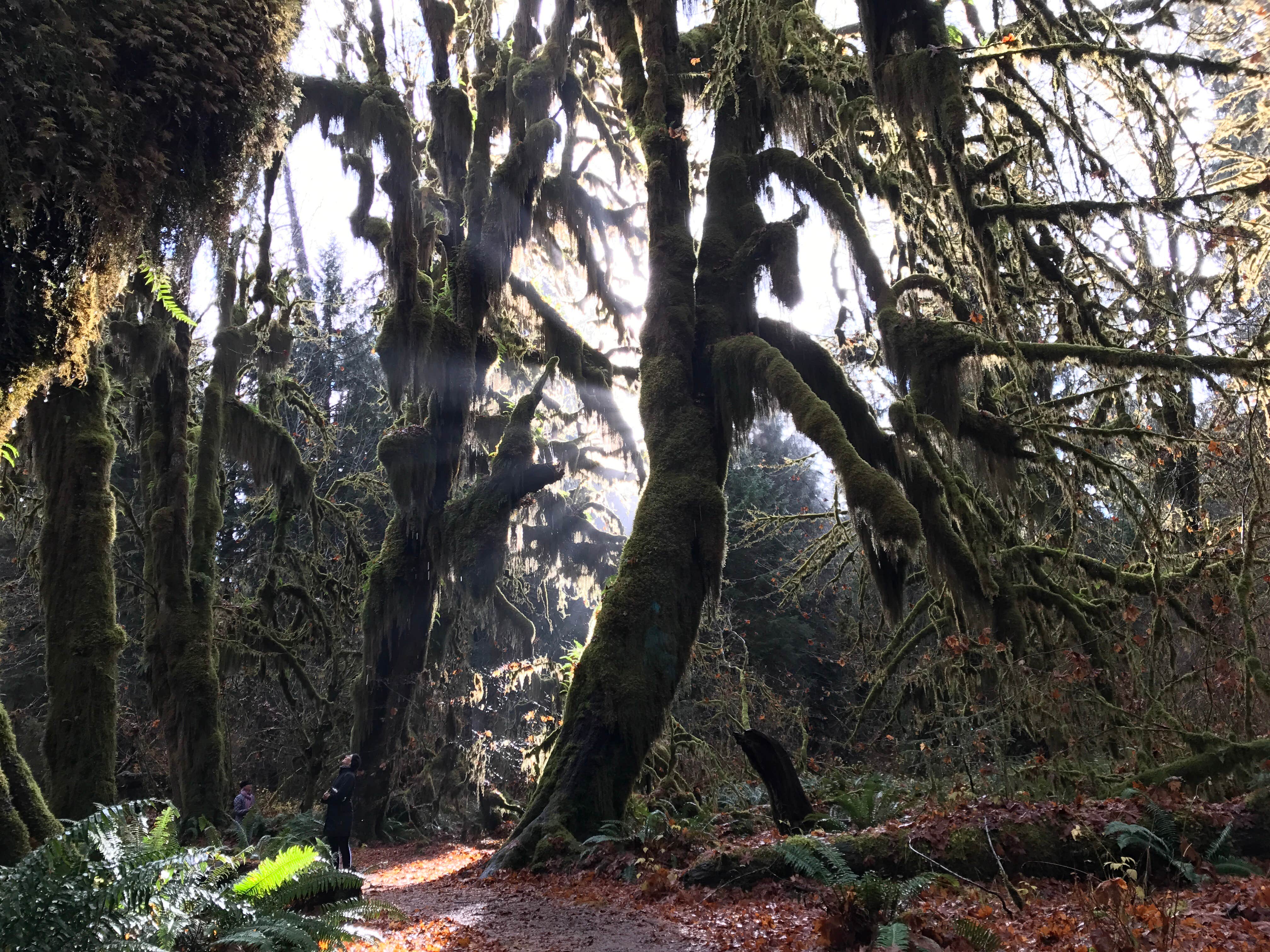 Hoh Campground — Olympic National Park