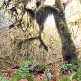 Review photo of Hoh Rain Forest - Olympic National Park by Kuo G., July 4, 2018