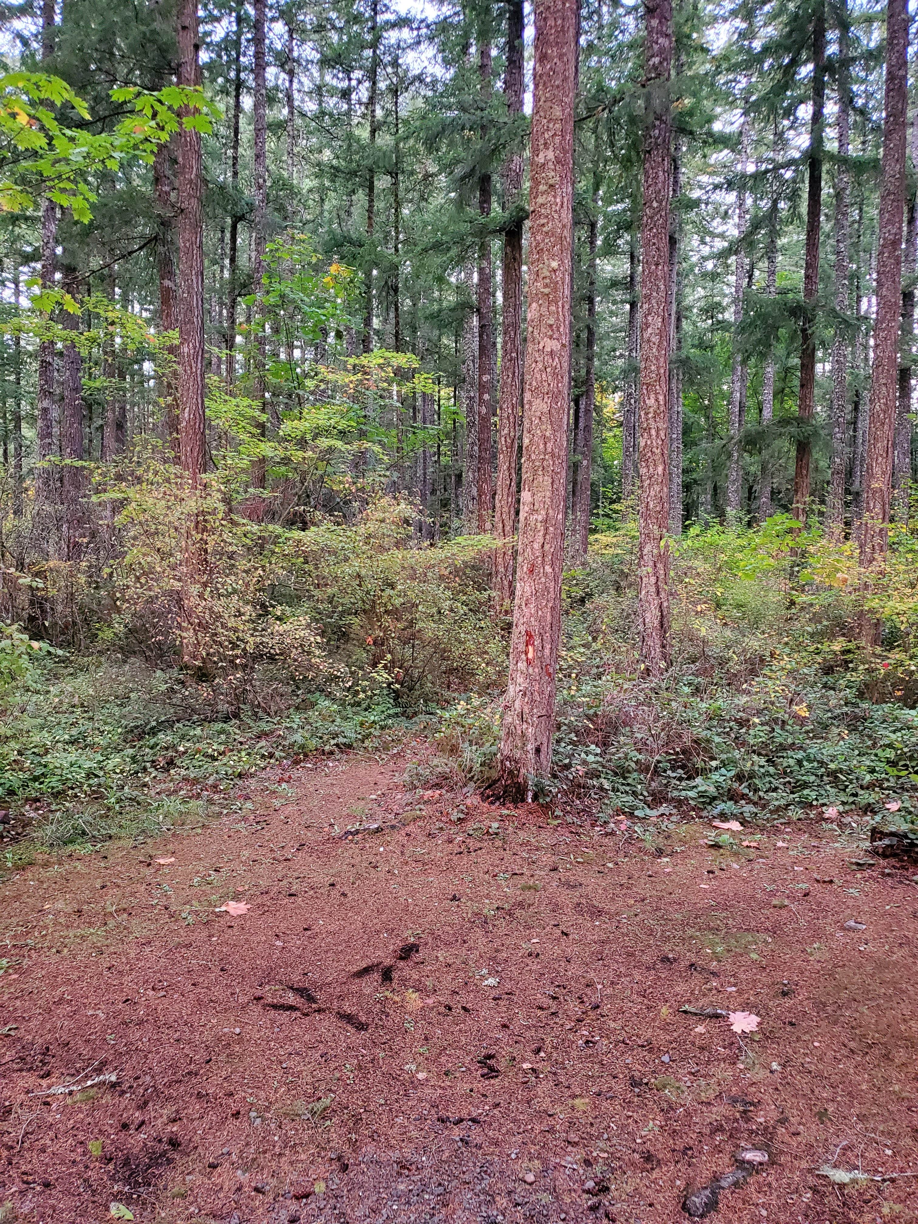 Camper submitted image from Quilcene Community Campground - 1