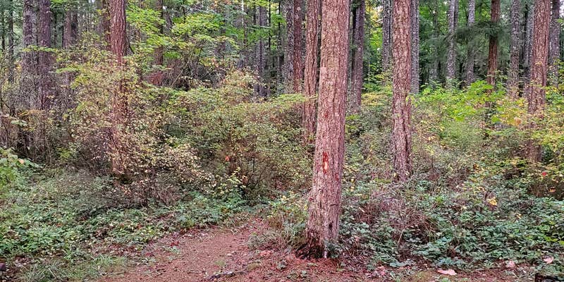 Camper submitted image from Quilcene Community Campground