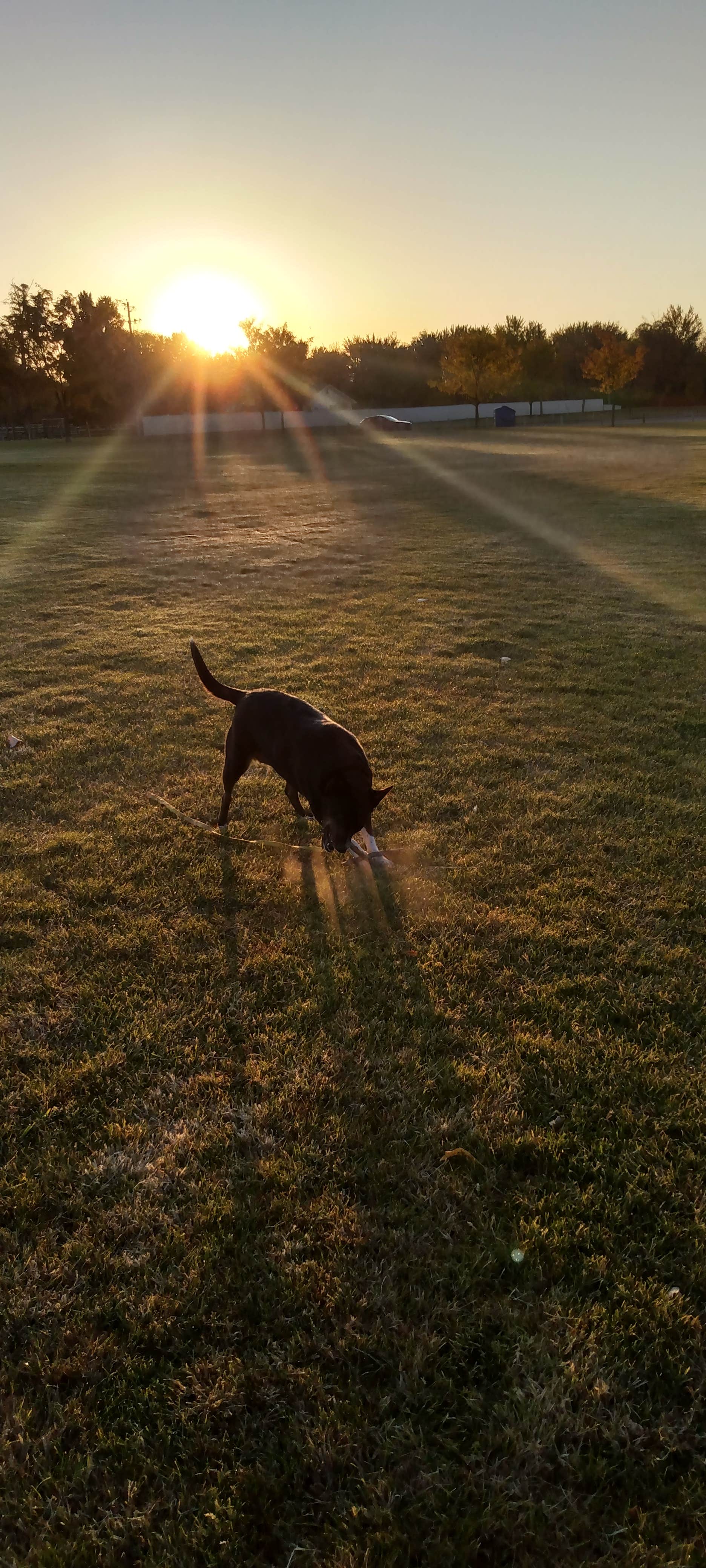 Chelann L.'s photo of camping with pets at Country Corners Campground & RV Park near Boise, ID