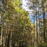 Review photo of Trap Pond State Park Campground by beth , October 19, 2021
