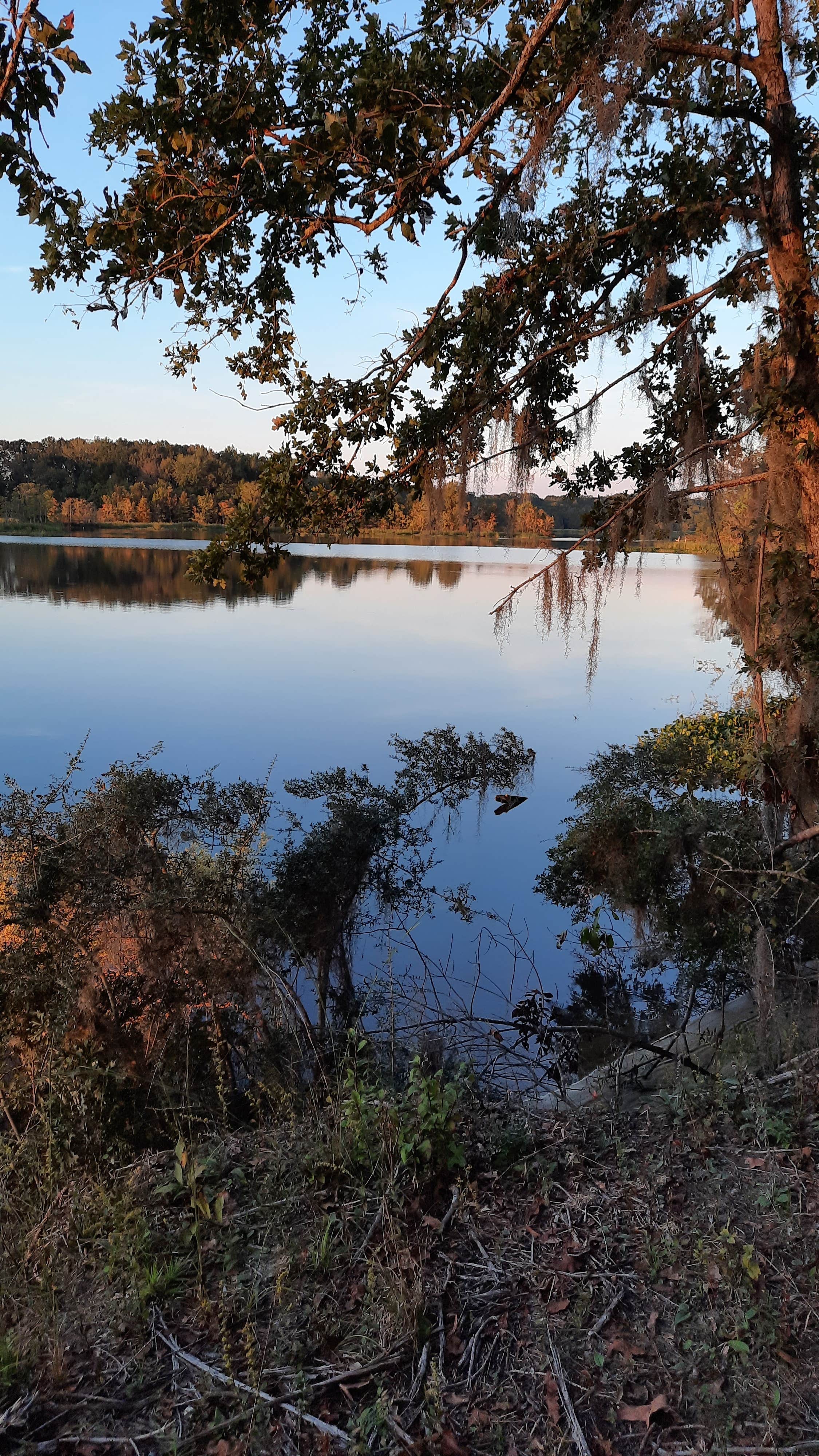 Camper submitted image from Roland Cooper State Park Campground - 1