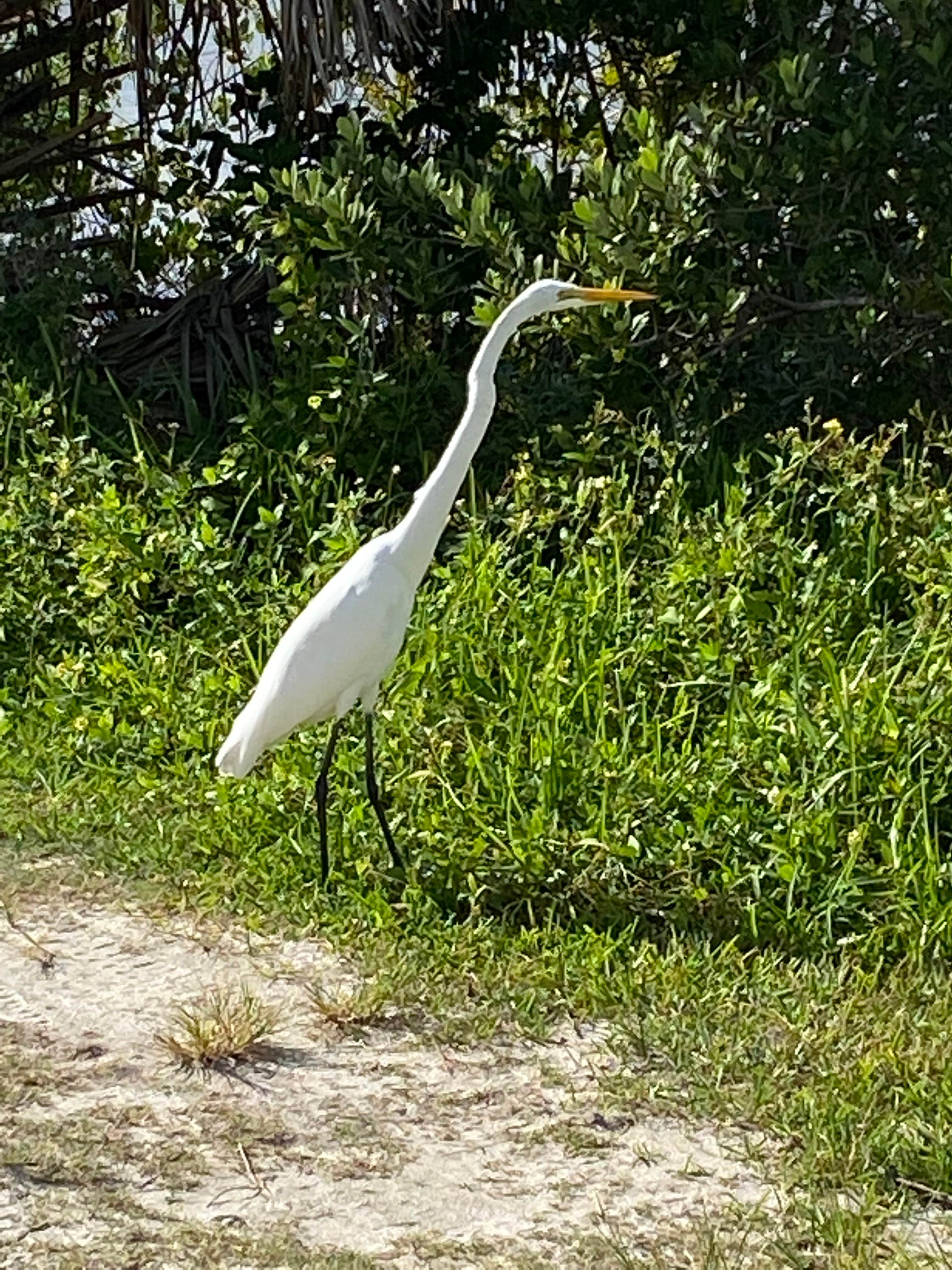 Camper-submitted photo at Bissette Bay — Canaveral National Seashore near Osteen, FL