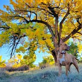 Review photo of Green River Campground — Dinosaur National Monument by Chip , October 20, 2021