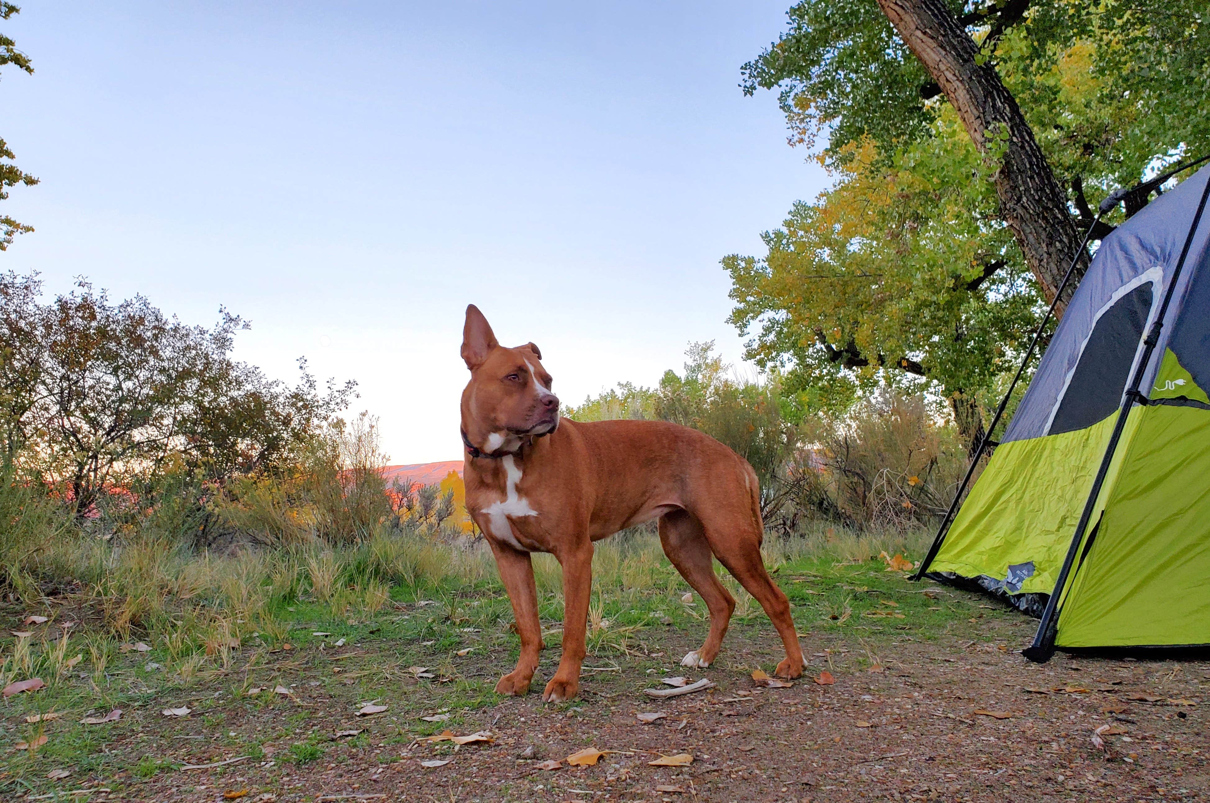 Chip's photo of camping with pets at Green River Campground — Dinosaur National Monument near Vernal, UT