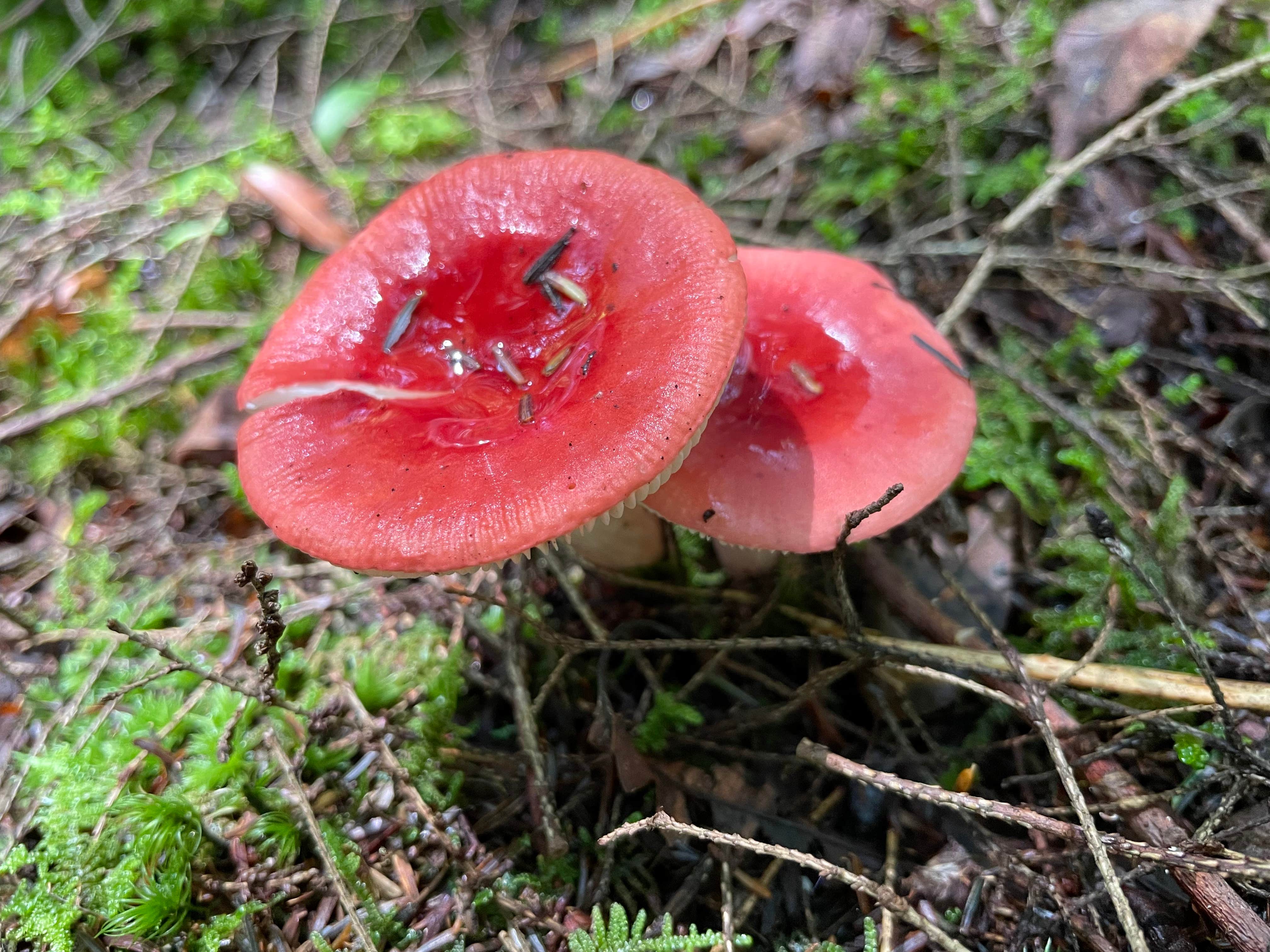 Camper-submitted photo at Kelly Pines Campground near Tidioute, PA