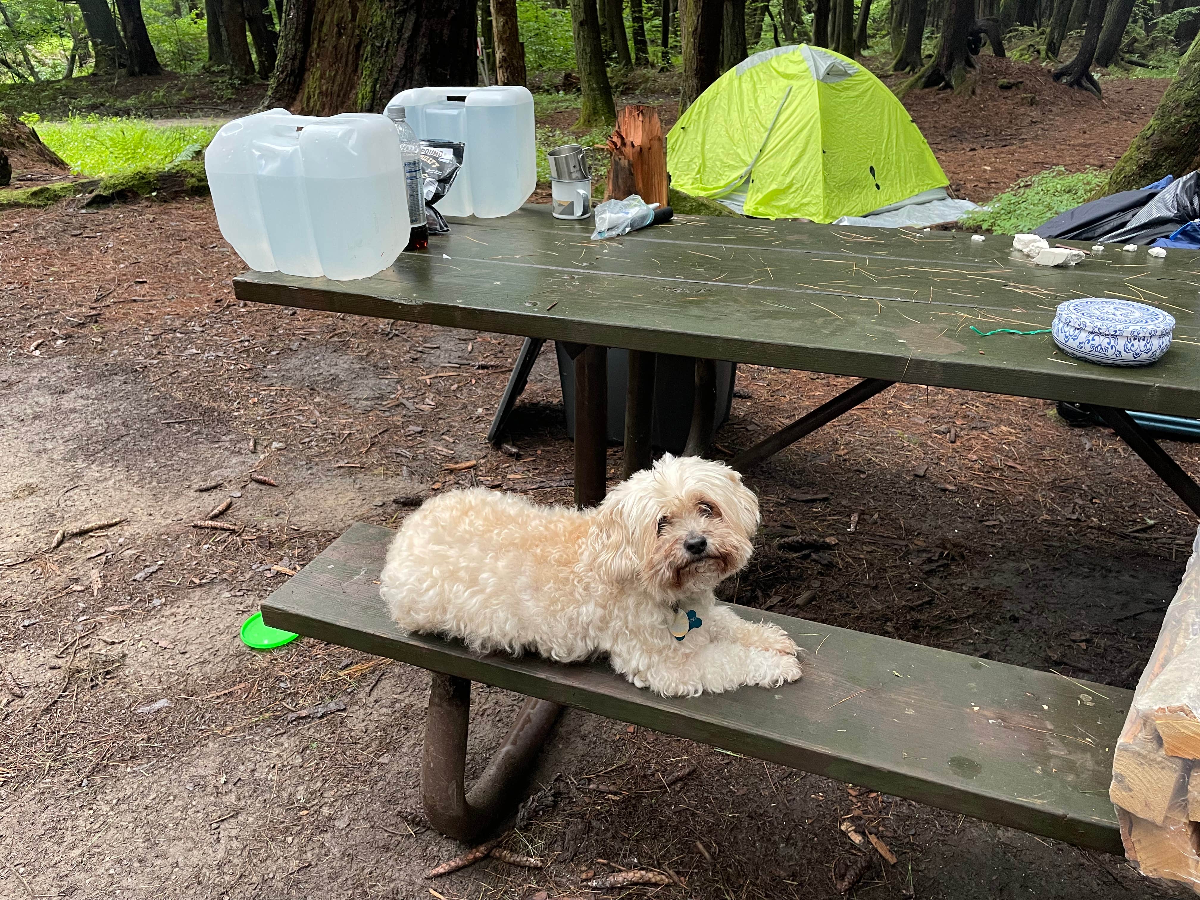 Debra D.'s photo at Kelly Pines Campground near Allegheny National Forest