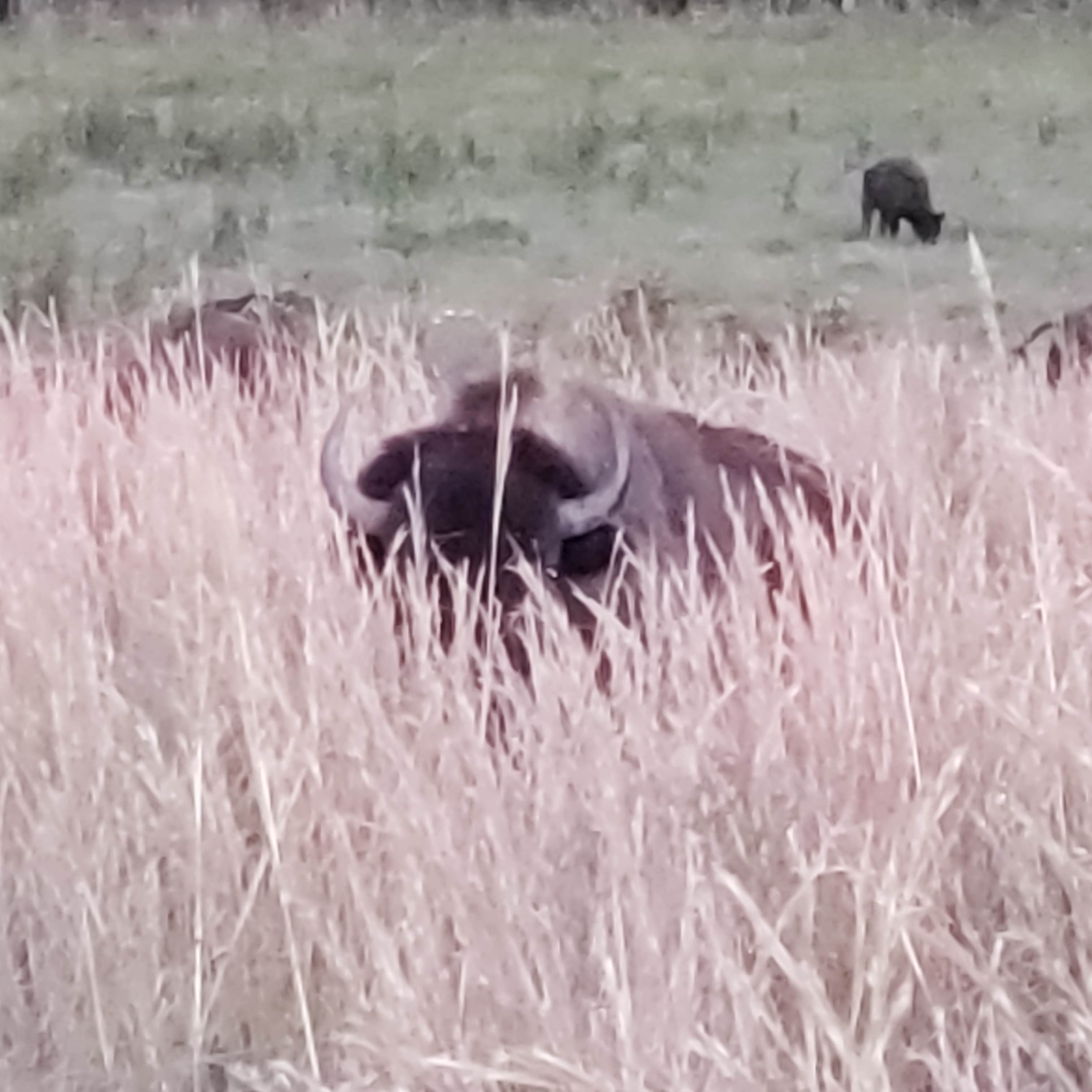 Gem S.'s photo of camping with pets at Energy Lake Campground near Madisonville, KY