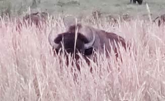 Gem S.'s photo of camping with pets at Energy Lake Campground in Kentucky