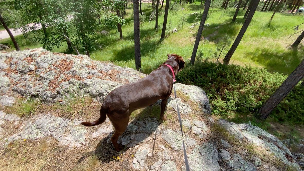 Greg B.'s photo of camping with pets at Stockade South Campground — Custer State Park in South Dakota