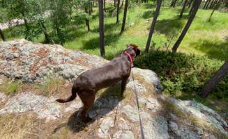 Greg B.'s photo of camping with pets at Stockade South Campground — Custer State Park near Custer, SD