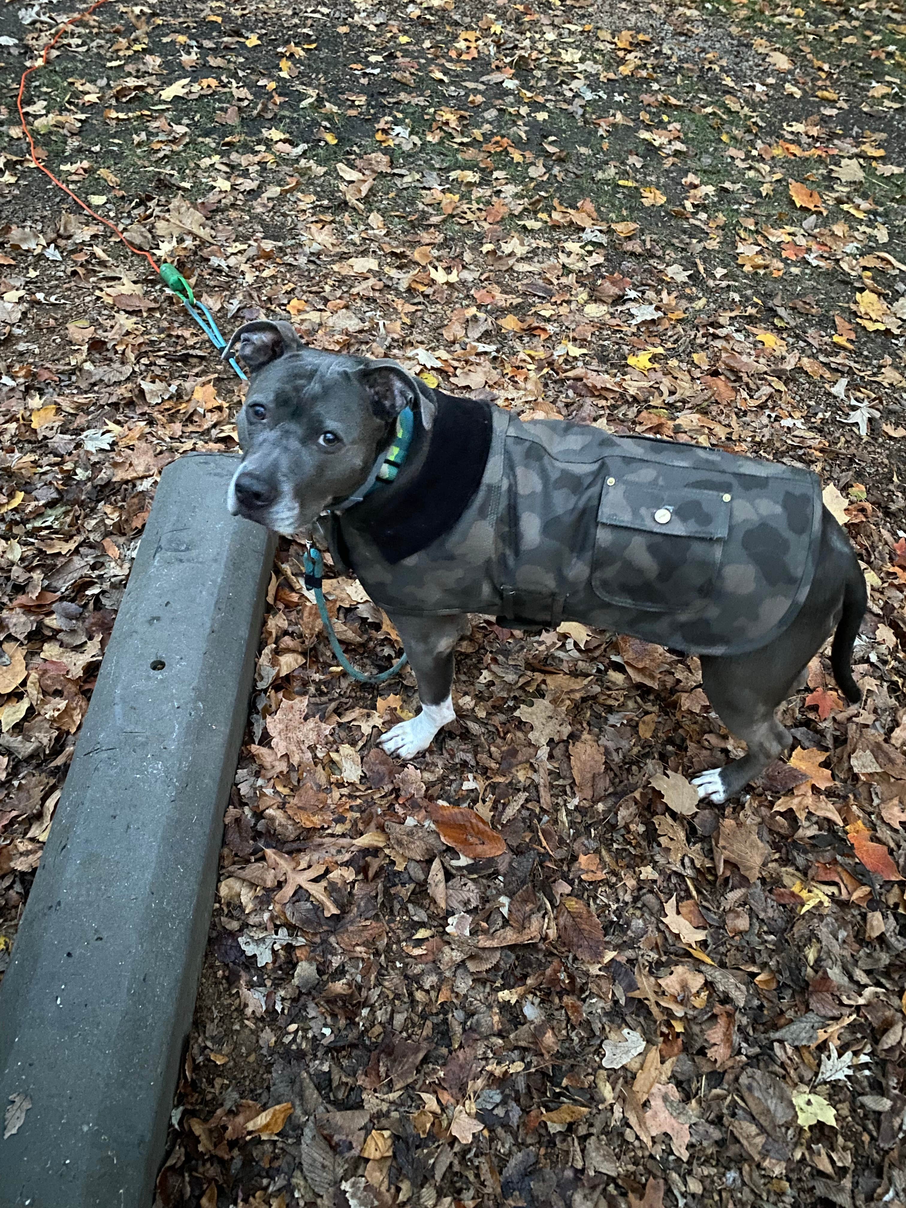 Sam S.'s photo of camping with pets at Lake Auburn Campground near Rockford, MN