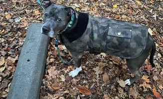 Sam S.'s photo of camping with pets at Lake Auburn Campground near Apple Valley, MN