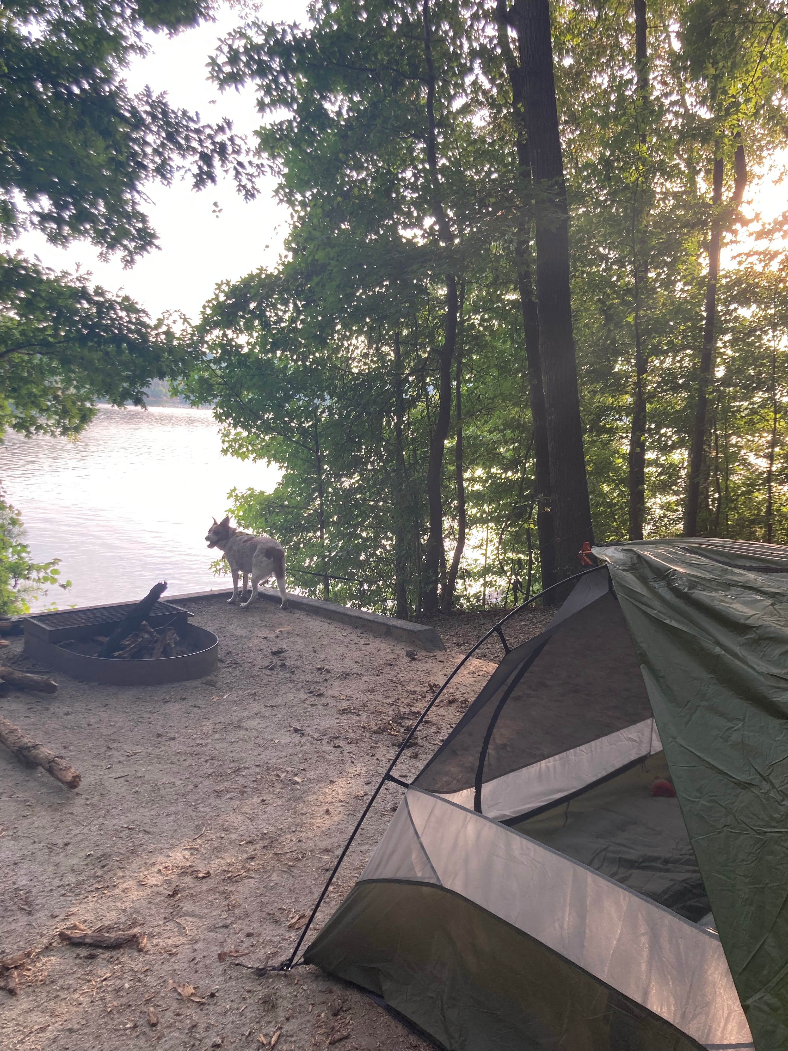 Sydney W.'s photo of camping with pets at Twin Lakes at Lake Hartwell near Hartwell Lake