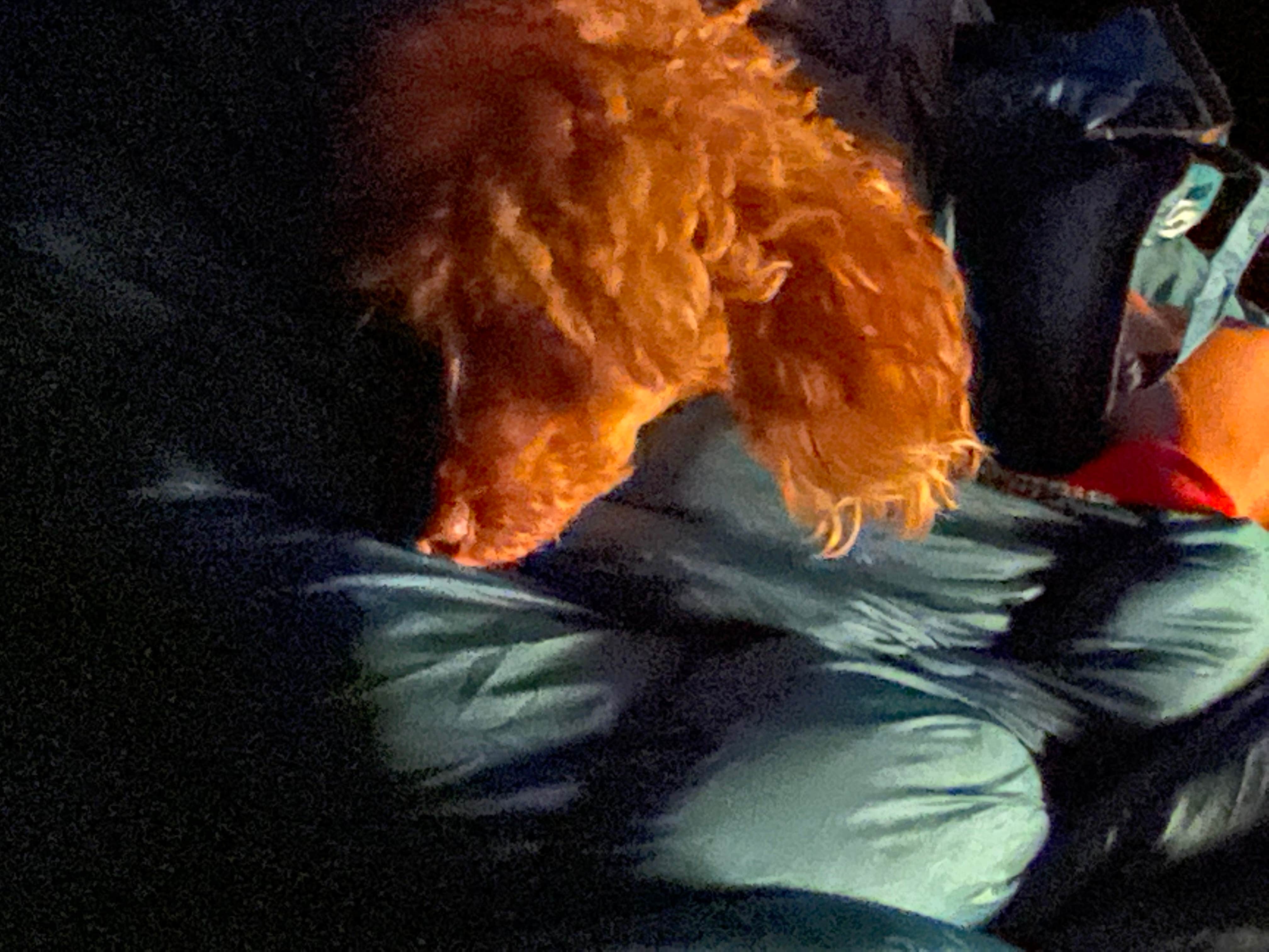 William B.'s photo of camping with pets at Hurricane Campground near Sugar Grove, VA