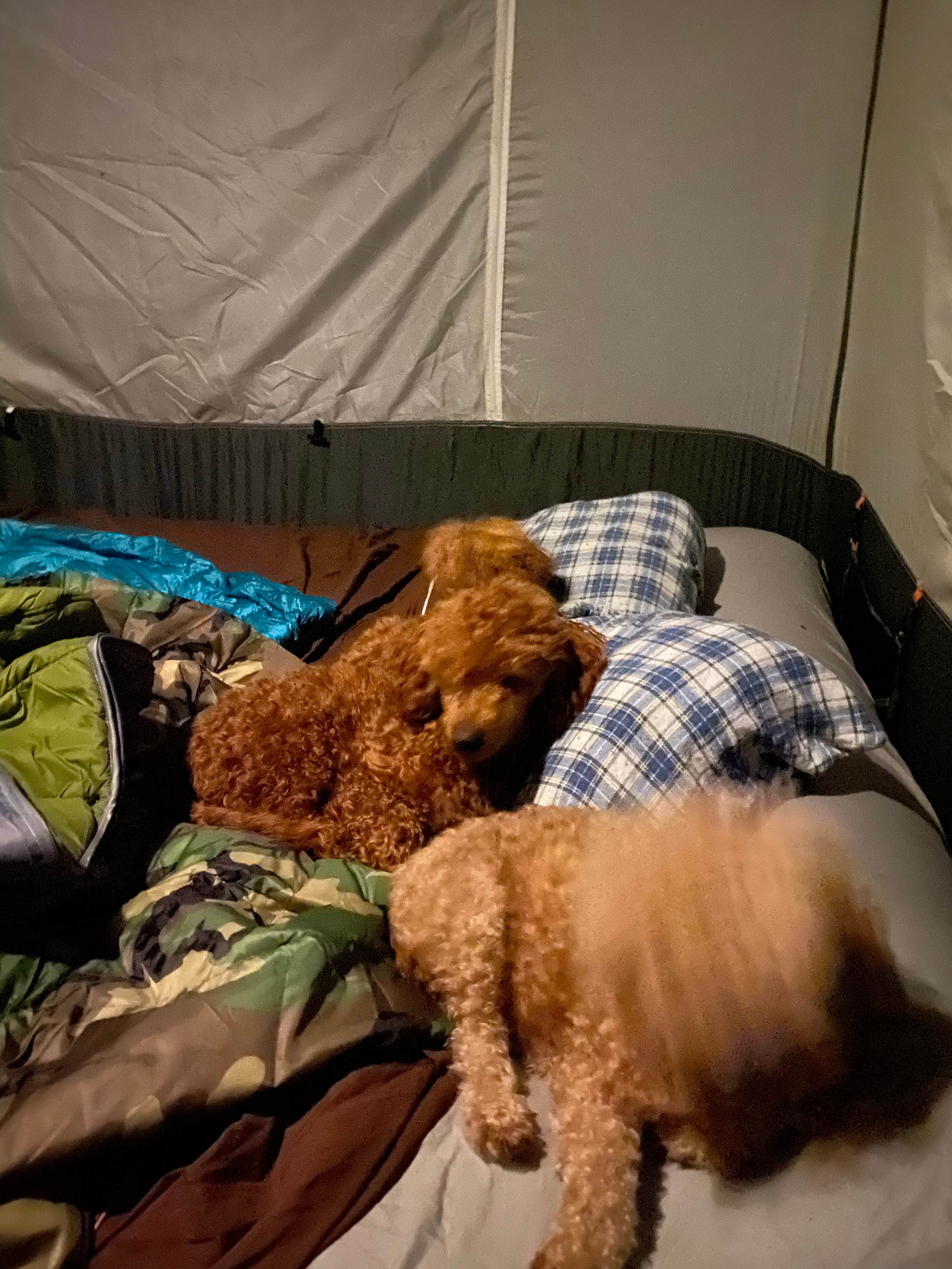 William B.'s photo of glamping accommodations at Hurricane Campground near Troutdale, VA