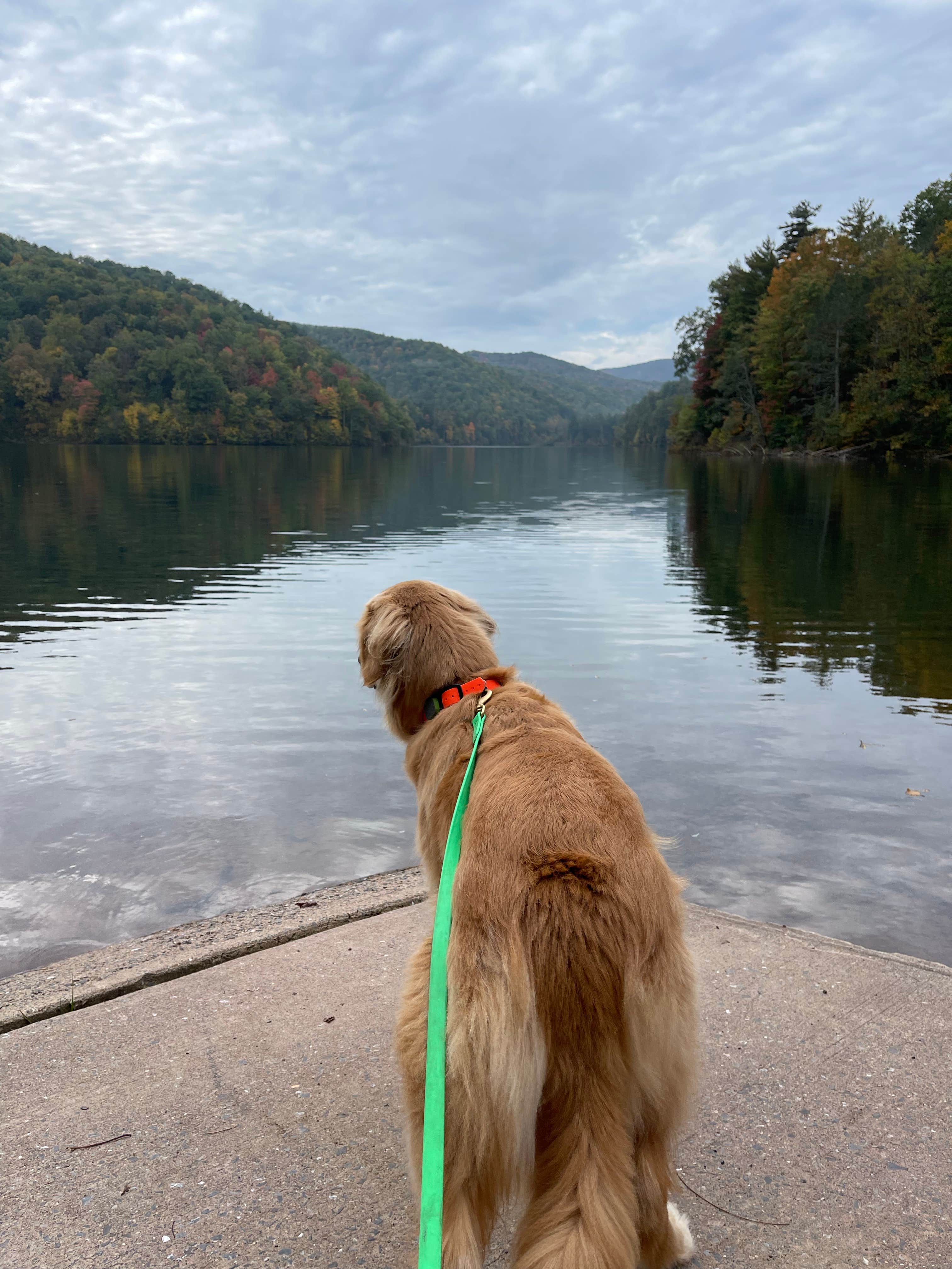 adrian F.'s photo of camping with pets at Switzer Lake Dispersed Camping near Mathias, WV