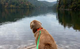 adrian F.'s photo of camping with pets at Switzer Lake Dispersed Camping near Mathias, WV