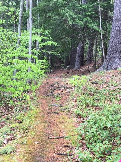 Camper submitted image from Leonard Harrison State Park — Leonard Harrison State Park - 5